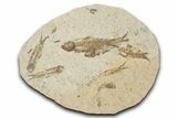 Fossil Fish (Knightia) Mortality Plate - Wyoming #339058-1